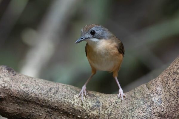 Short-tailed Babbler - Thailand - Krung Ching - 2026