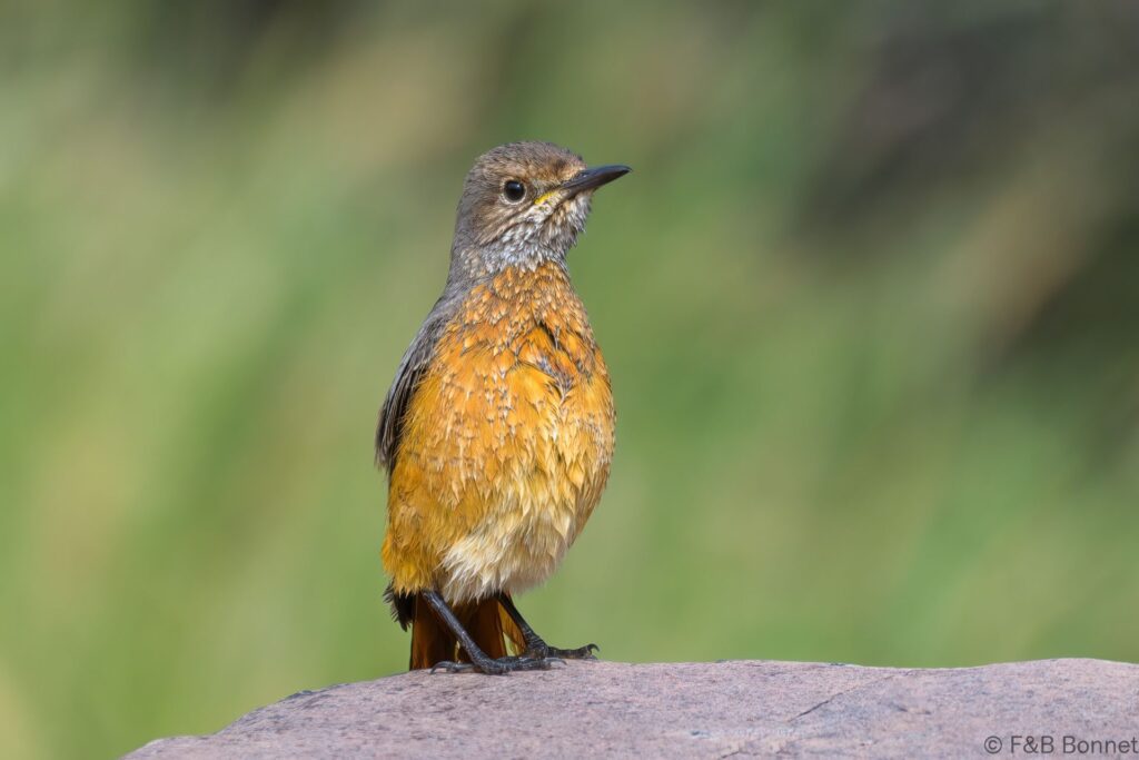 Short-toed Rock-Thrush - South Africa - Karoo NP - 2022