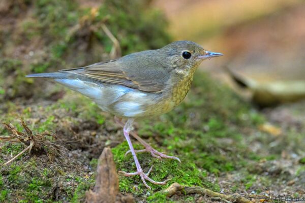 Siberian Blue Robin - Thailand - Doi Inthanon - 2026