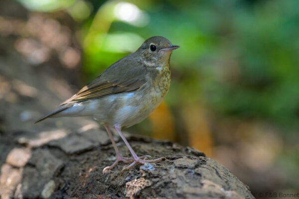 Siberian Blue Robin - Thailand - Doi Inthanon - 2026