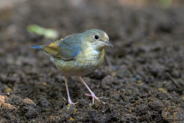 Siberian Blue Robin - Thailand - Chiang Rai - 2026