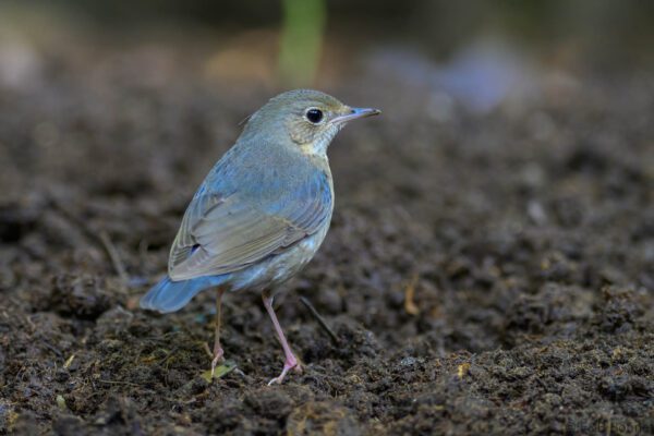 Siberian Blue Robin - Thailand - Chiang Rai - 2026