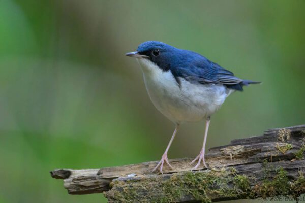 Siberian Blue Robin ♂ - Vietnam - Cat Tien - 2026