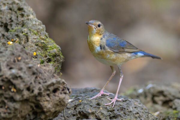 Siberian Blue Robin ♂ - Vietnam - Cat Tien - 2026