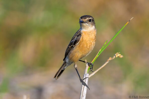 Siberian Stonechat - Thailand - Chiang Rai - 2026