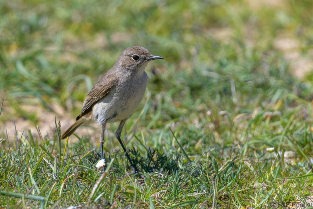 Sickle-winged Chat - South Africa - Sutherland - 2024