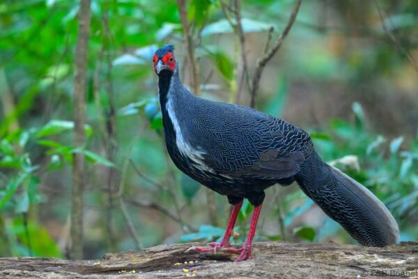 Silver Pheasant ♂ - Vietnam - Da Lat - 2026