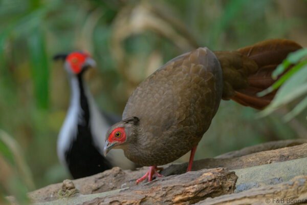 Silver Pheasant ♀ - Vietnam - Di Linh - 2026