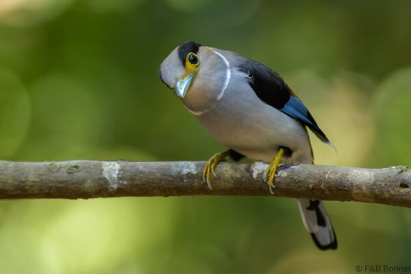 Silver-breasted Broadbill - Vietnam - Di Linh - 2026
