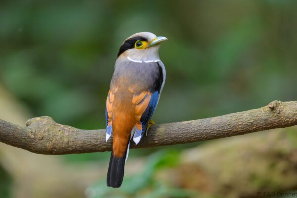 Silver-breasted Broadbill - Vietnam - Di Linh - 2026