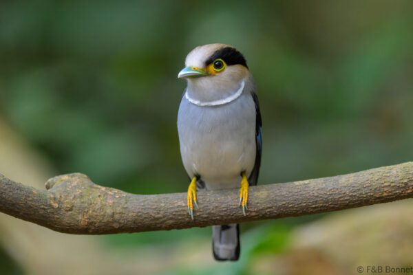 Silver-breasted Broadbill - Vietnam - Di Linh - 2026