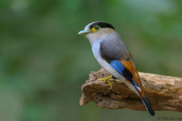 Silver-breasted Broadbill - Vietnam - Di Linh - 2026
