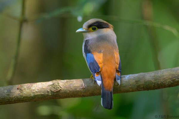 Silver-breasted Broadbill - Vietnam - Di Linh - 2026