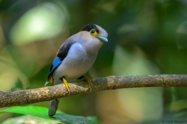 Silver-breasted Broadbill - Vietnam - Di Linh - 2026