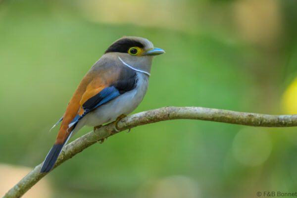 Silver-breasted Broadbill - Vietnam - Di Linh - 2026