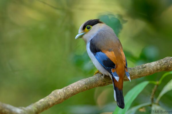 Silver-breasted Broadbill - Vietnam - Di Linh - 2026