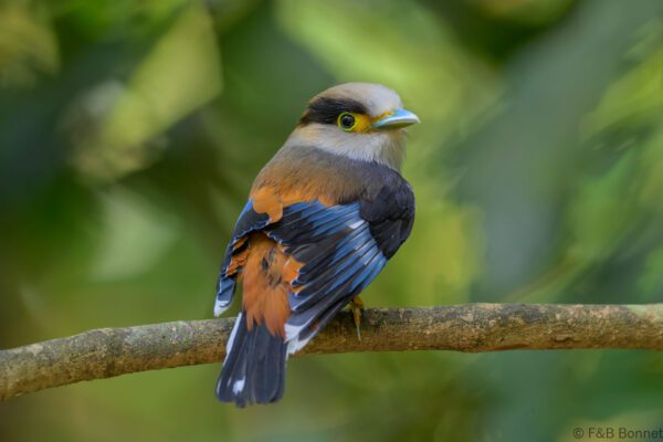 Silver-breasted Broadbill - Vietnam - Di Linh - 2026