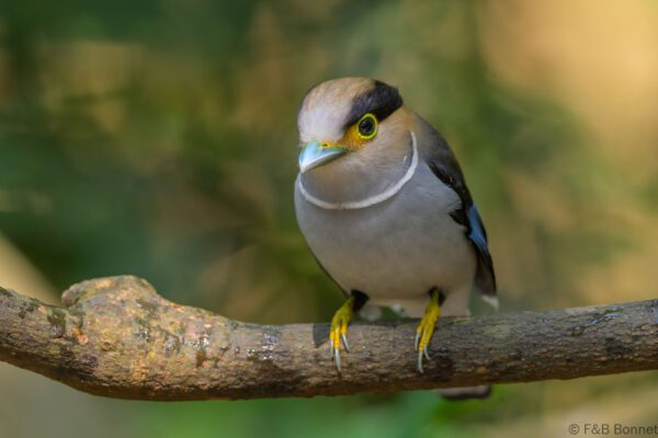 Silver-breasted Broadbill - Vietnam - Di Linh - 2026