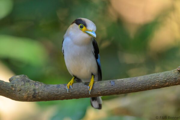 Silver-breasted Broadbill - Vietnam - Di Linh - 2026