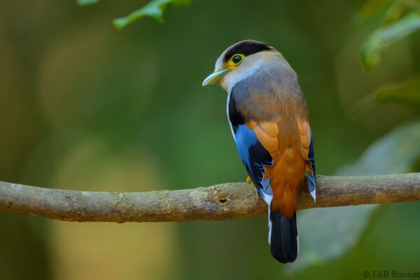 Silver-breasted Broadbill - Vietnam - Di Linh - 2026