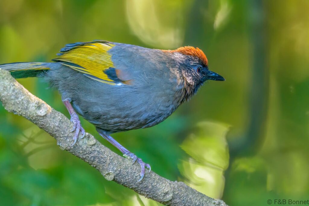 Silver-eared Laughingthrush - Thailand - Doi Inthanon - 2024