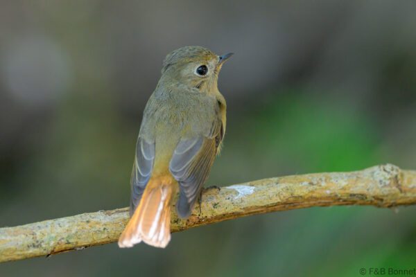 Slaty-backed Flycatcher ♀ - Thailand - Doi Intanon - 2026