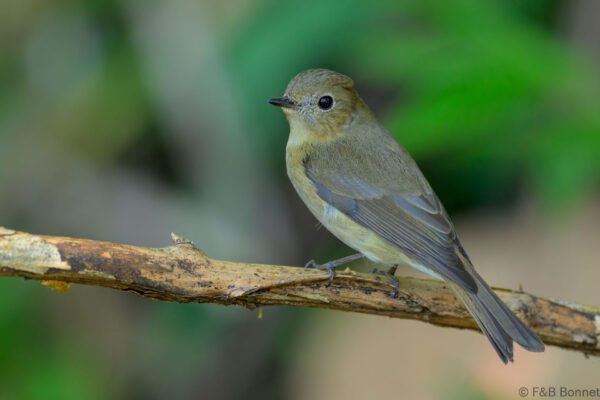 Slaty-backed Flycatcher ♀ - Thailand - Doi Intanon - 2026