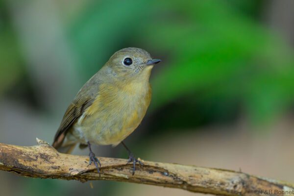 Slaty-backed Flycatcher ♀ - Thailand - Doi Intanon - 2026