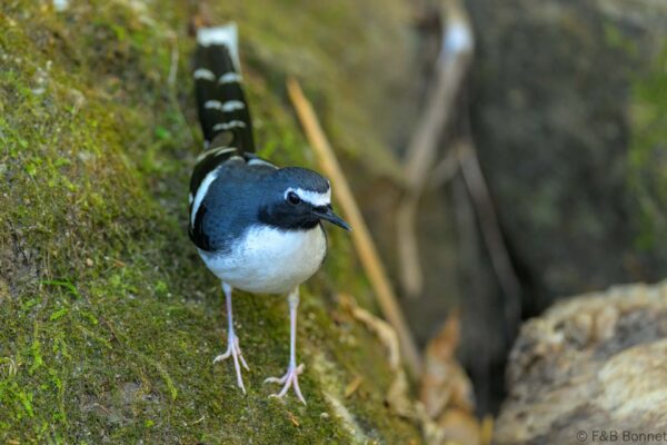 Slaty-backed Forktail - Thailand - Doi Inthanon - 2026