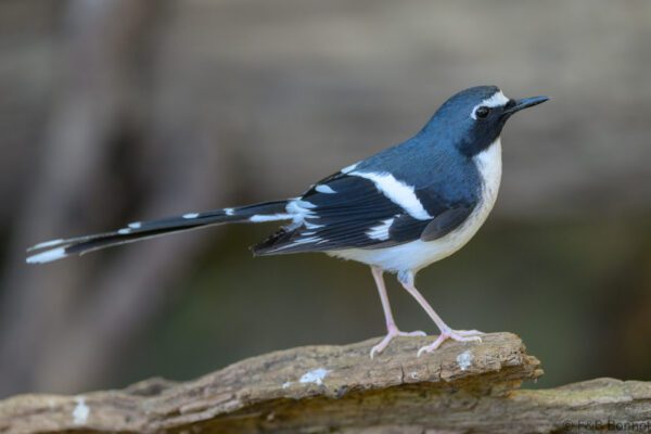 Slaty-backed Forktail - Thailand - Doi Inthanon - 2026