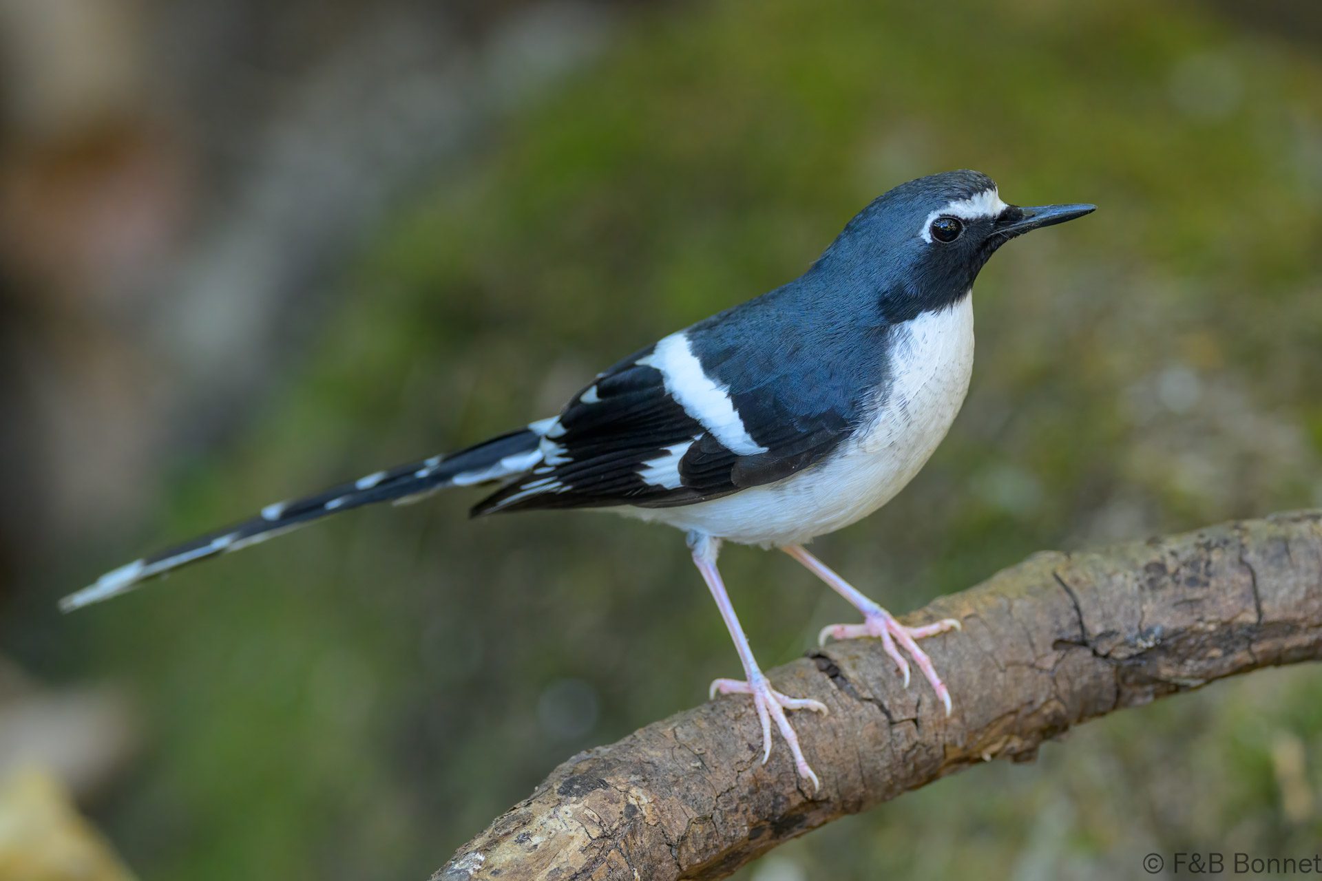 Slaty-backed Forktail - Thailand - Doi Inthanon - 2026