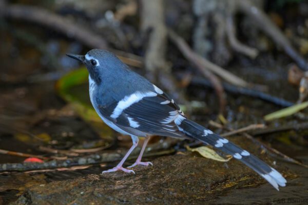Slaty-backed Forktail - Thailand - Doi Inthanon - 2026