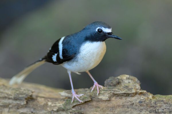 Slaty-backed Forktail - Thailand - Doi Inthanon - 2026