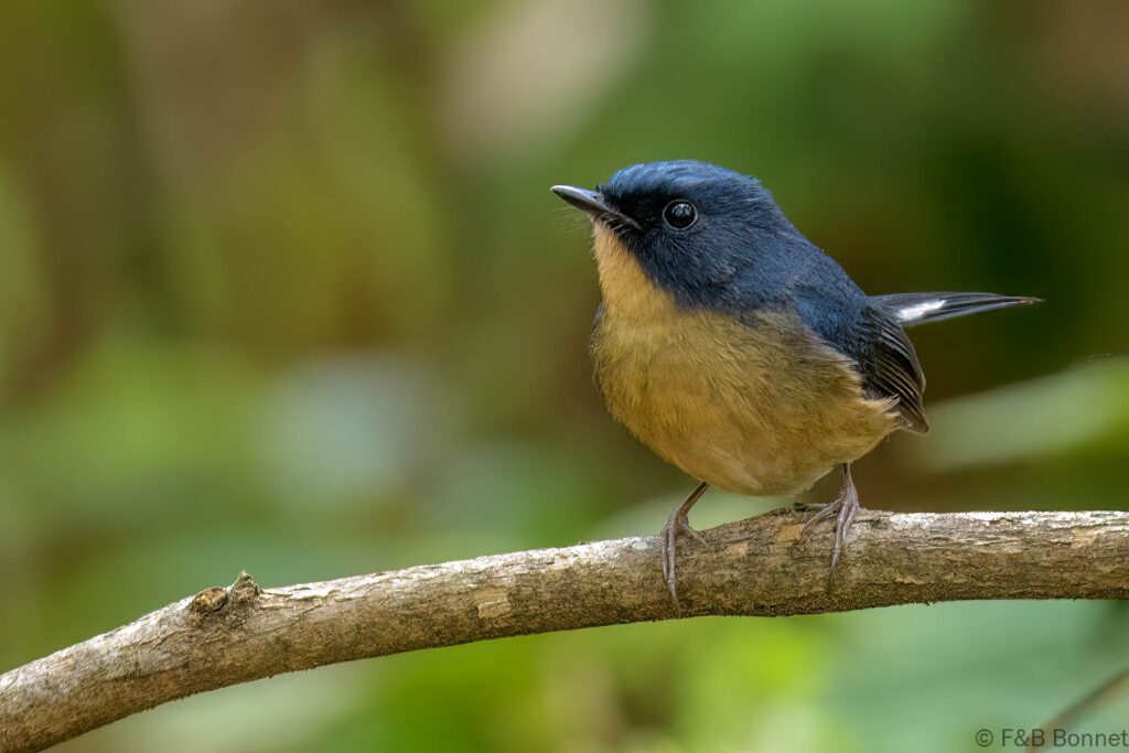 Slaty-blue Flycatcher ♂ - Thailand - Doi Sanju - 2024