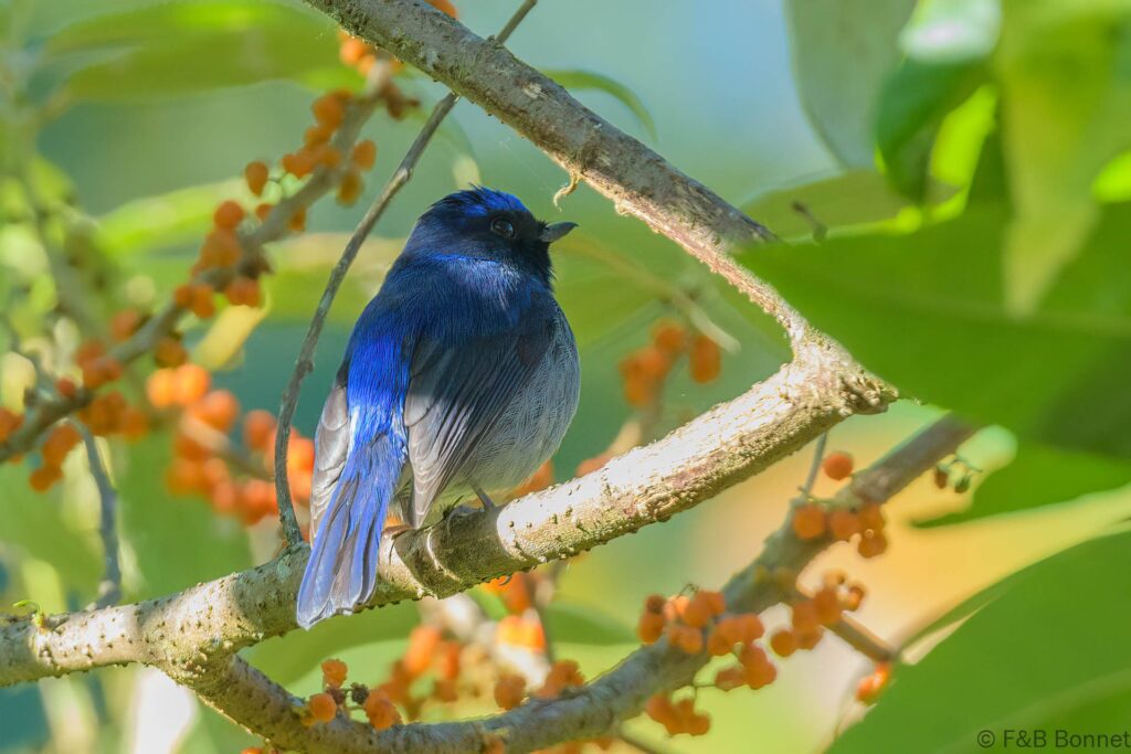 Small Niltava ♂ -Thailand - Doi Inthanon - 2024