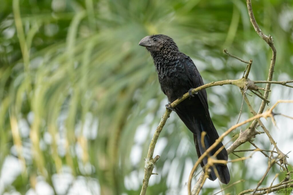Smooth-billed Ani_Ecuador-1