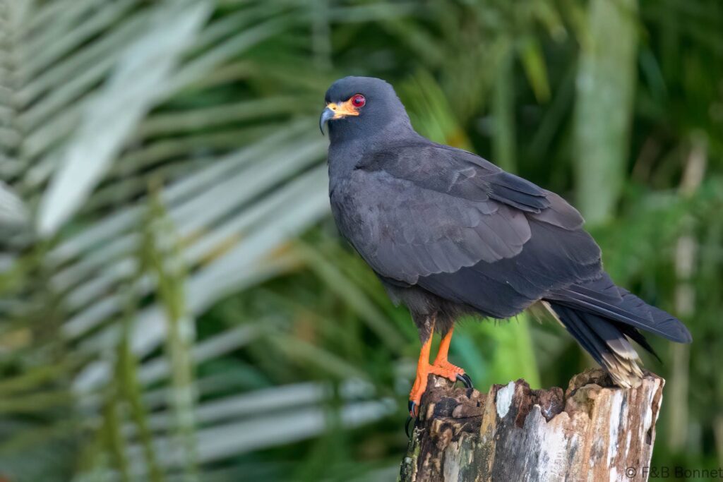 Caracolero común - Ecuador - Río Napo - 2023