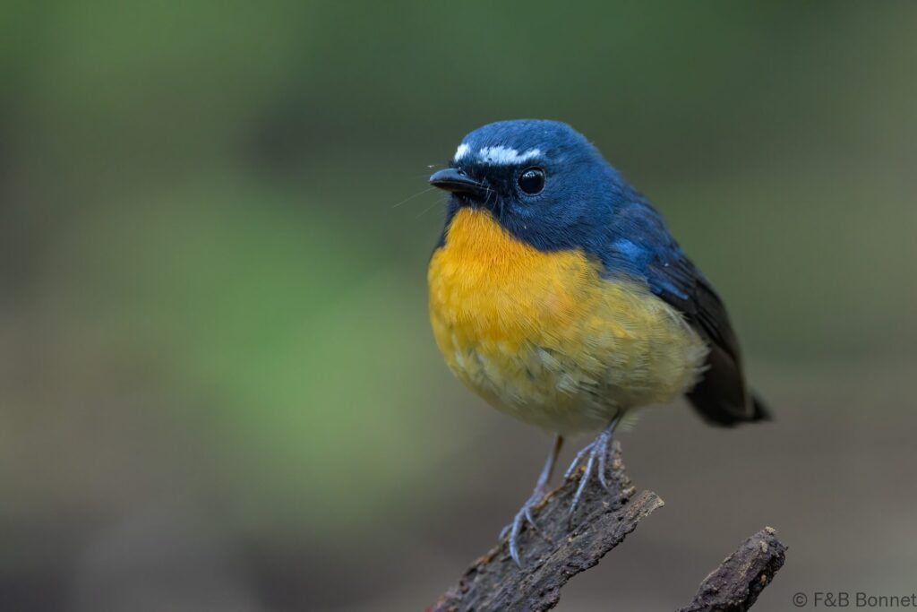 Snowy-browed Flycatcher ♂ - Indonesia - East Java - 2025