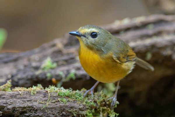 Snowy-browed Flycatcher ♀ - Vietnam - Da Lat - 2026