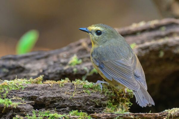 Snowy-browed Flycatcher ♀ - Vietnam - Da Lat - 2026