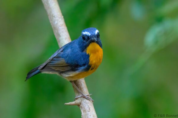 Snowy-browed Flycatcher ♂ - Vietnam - Da Lat - 2026