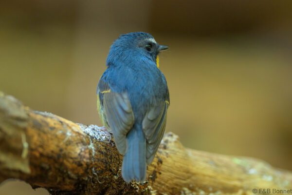 Snowy-browed Flycatcher ♂ - Vietnam - Da Lat - 2026