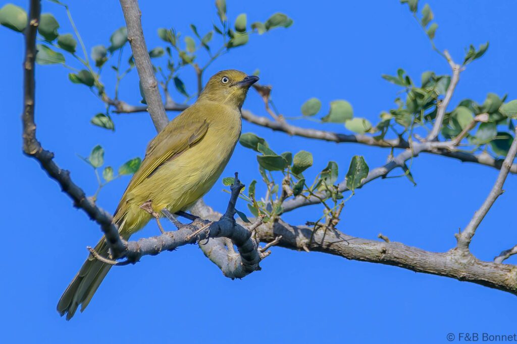 Sombre Greenbul - South Africa - Ndumu - 2022
