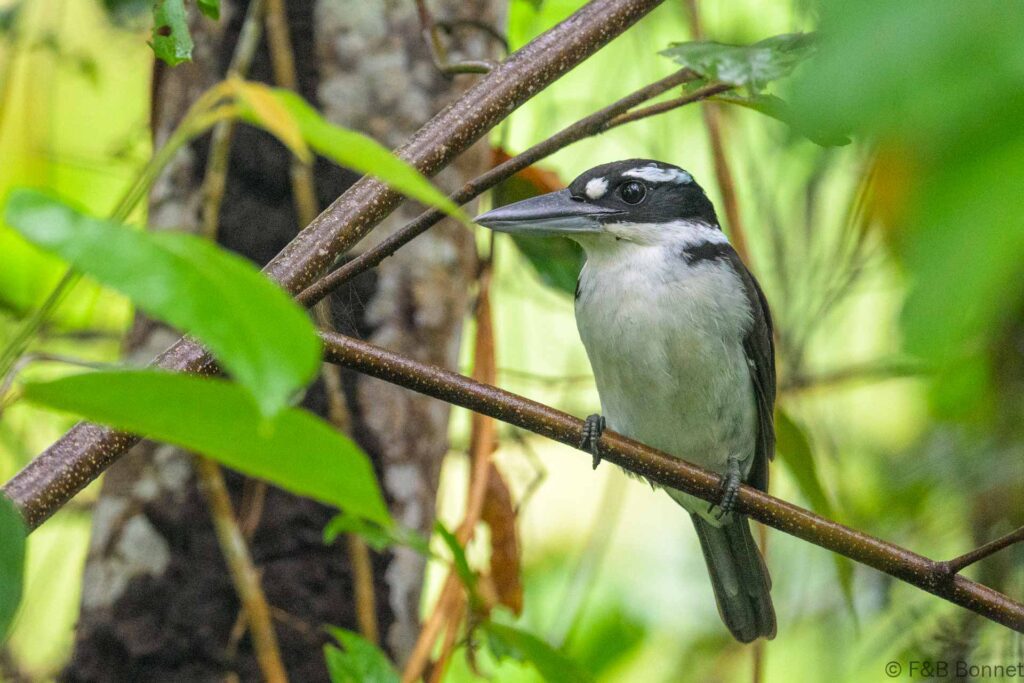 Sombre Kingfisher - Indonesia - Sidangoli - 2024