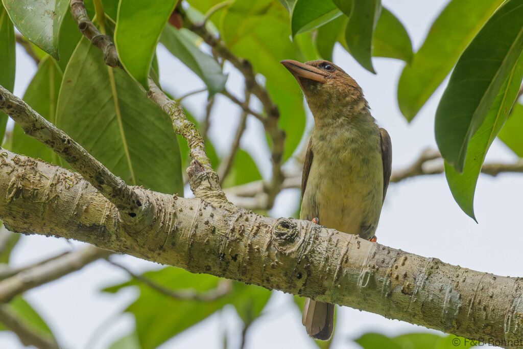 Sooty Barbet - Thailand - Krung Ching - 2023