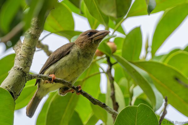 Sooty Barbet - Thailand - Krung Ching - 2026