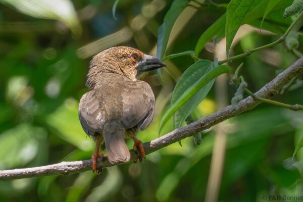 Sooty Barbet - Thailand - Krung Ching - 2026