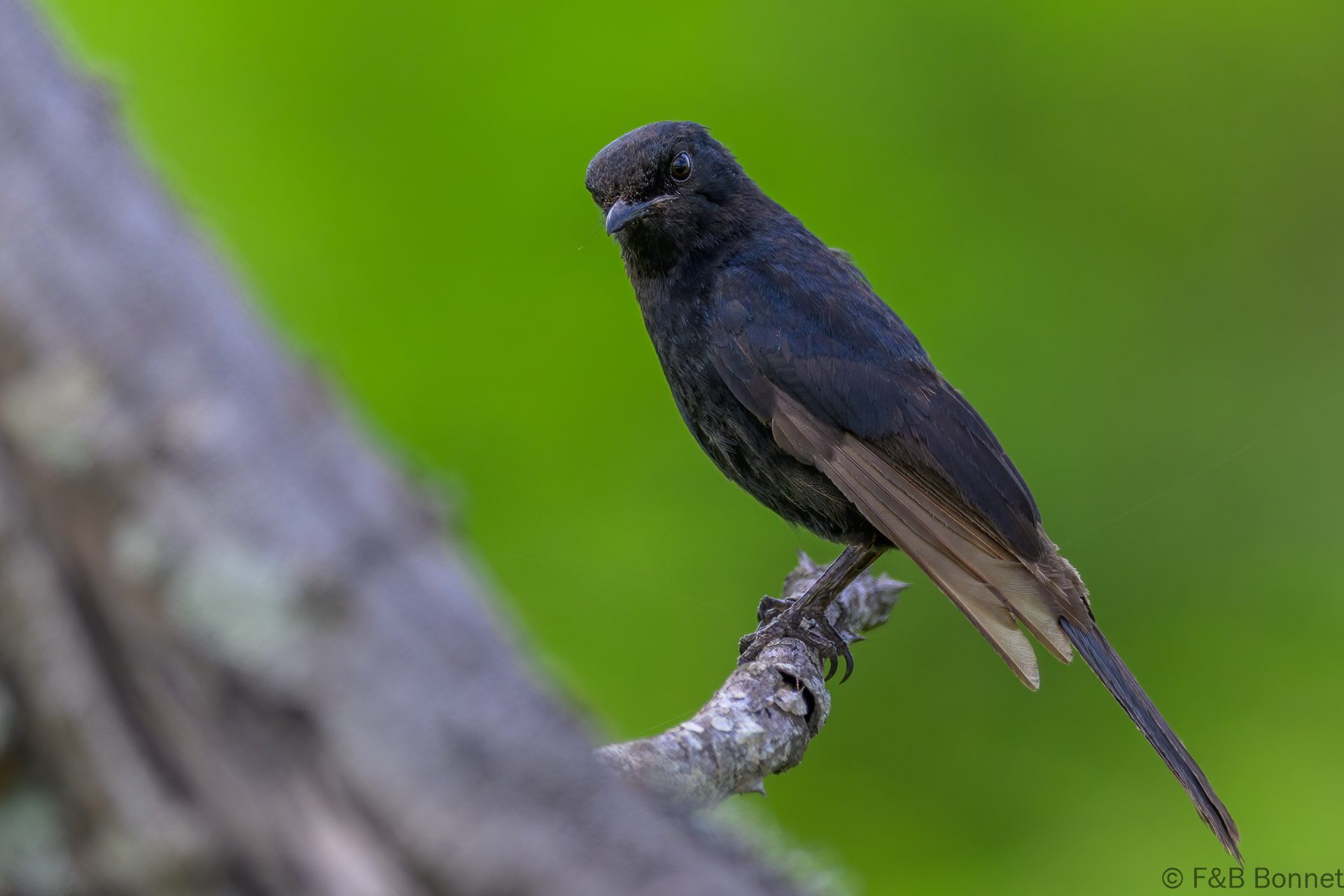 Southern Black Flycatcher - South Africa - Kruger NP - 2025