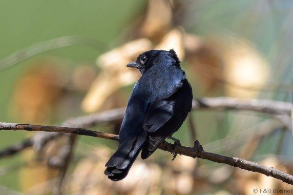Southern Black Flycatcher - Zimbabwe - Mukuvisi Woodlands - 2026
