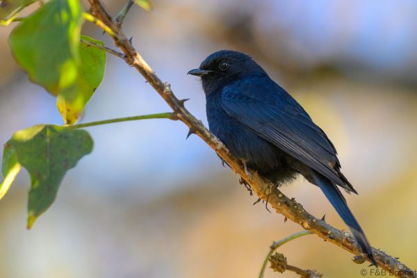 Southern Black Flycatcher - Zimbabwe - Nyanga - 2026